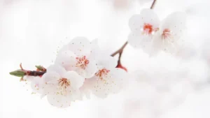 合格実績の紹介画像。満開の桜をクローズアップで撮影した写真。