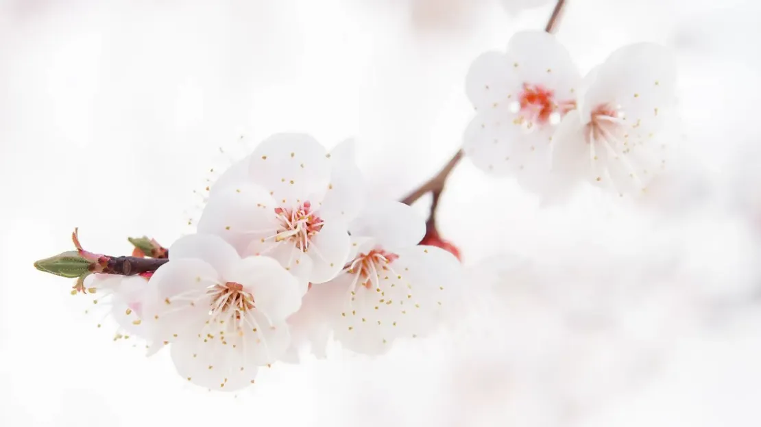 合格実績の紹介画像。満開の桜をクローズアップで撮影した写真。